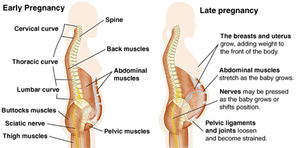 chiropractic-pregnancy-illustration