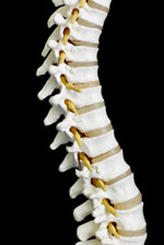 spine